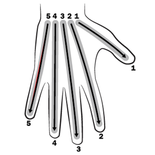 Hand Palm is divided into regions with the numbers 1, 2, and 3