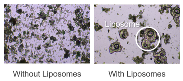 A visual showing what nutrients look like in our body with and without liposomes.