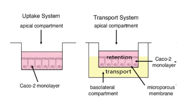 A graphic comparing an Uptake System and Transport System.