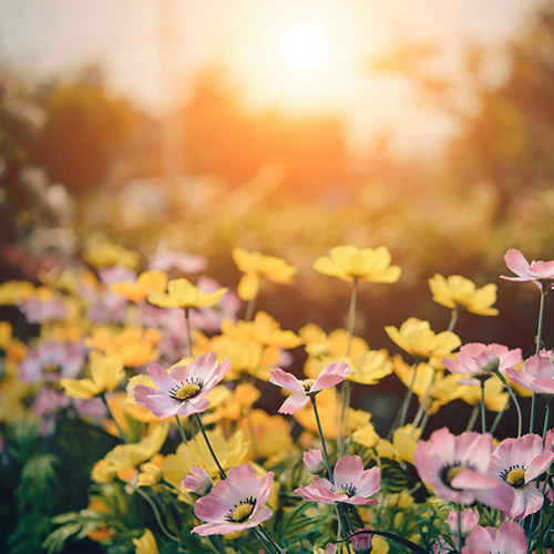 A field of purple and yellow flowers. The sun is setting in the background.