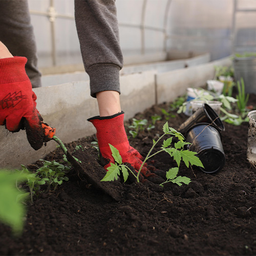 Person gardening