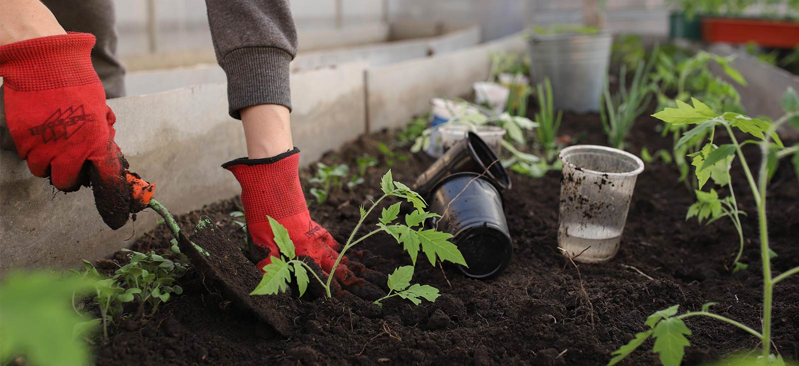 Person gardening