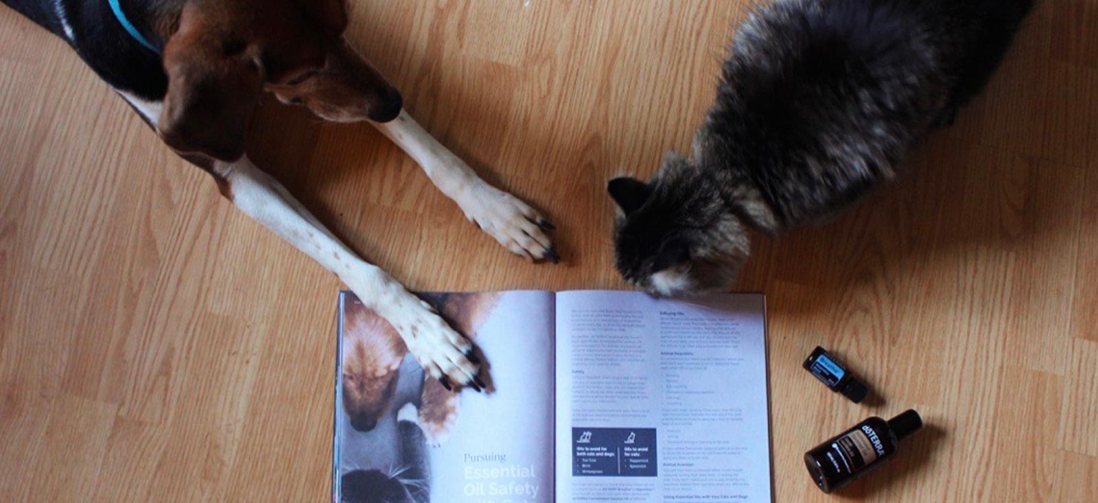 A dog and a cat lying on a wooden floor next to an open magazine about pet safety and two bottles of essential oils.