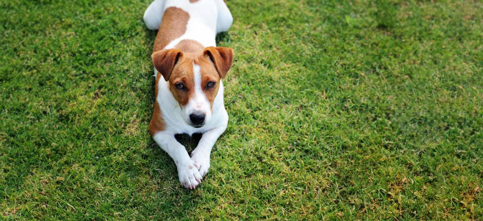 A dog lying on the grass