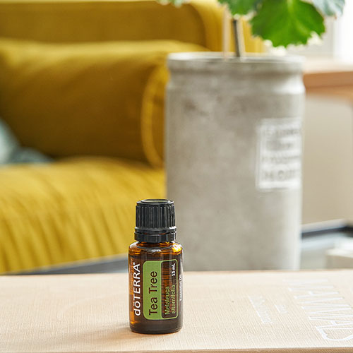 doTERRA Lavender essential oil sits on a counter next to a plant.