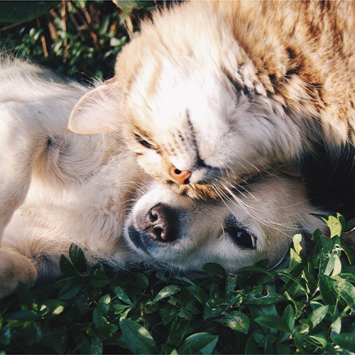 A cat and a dog laying in the grass