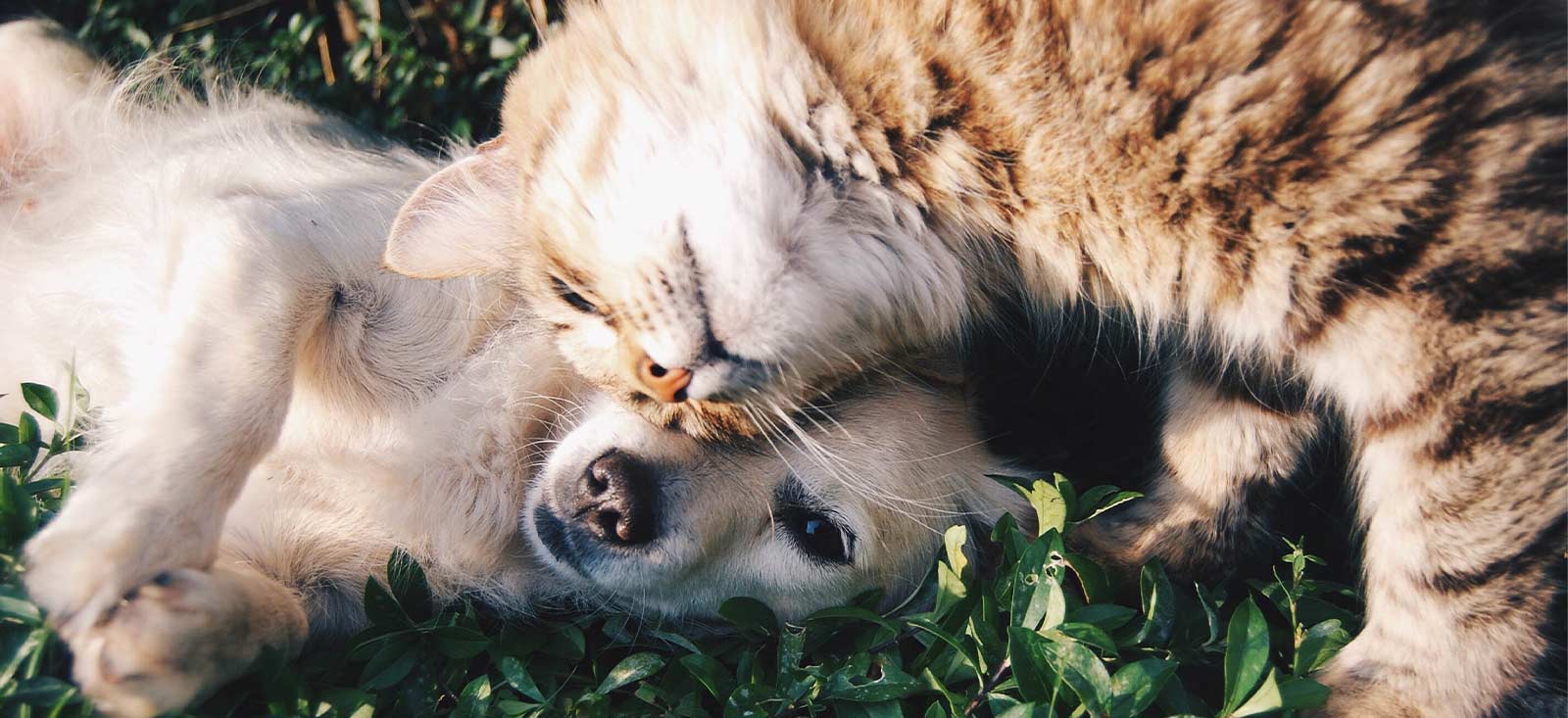 A cat and a dog laying in the grass