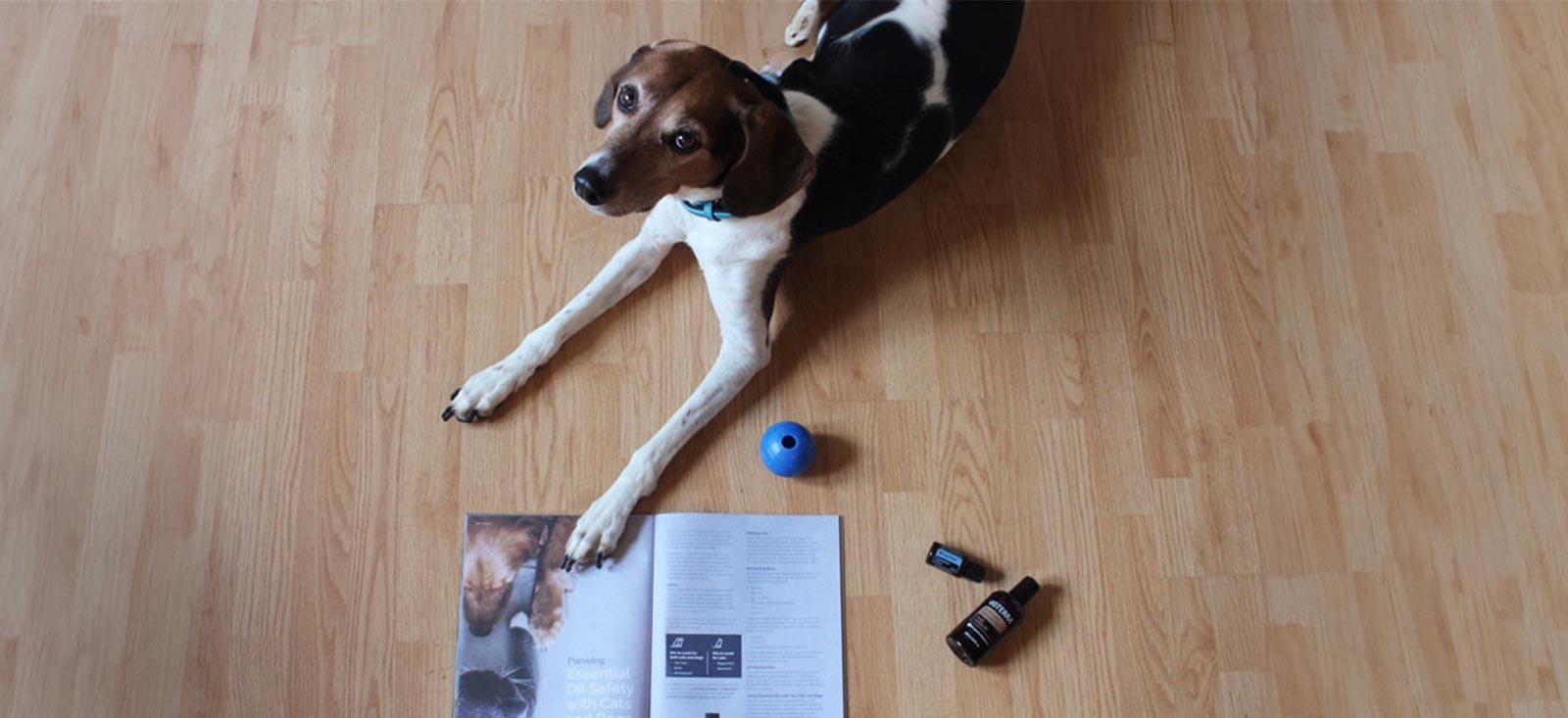 A dog lying on a wooden floor next to an open magazine and two bottles of essential oils.