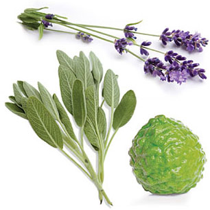 Volutpanum Botanical