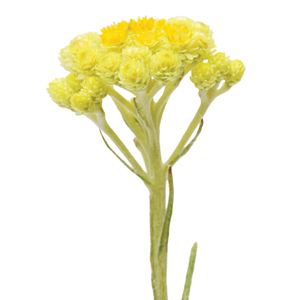 Helichrysum Botanical