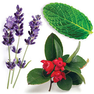 Volutpanum Botanical