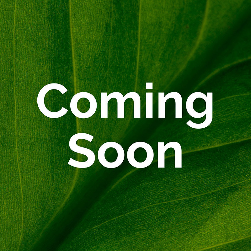 Leaf background with the text Coming Soon over it.