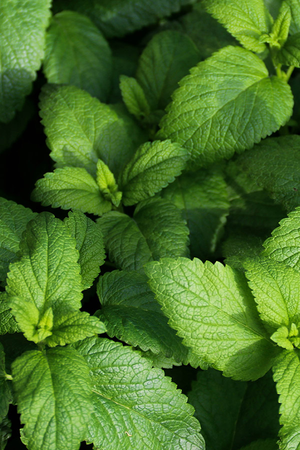 Peppermint leaves