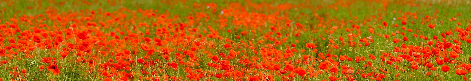 A wide field of vibrant red poppies blooming against a backdrop of green grass.