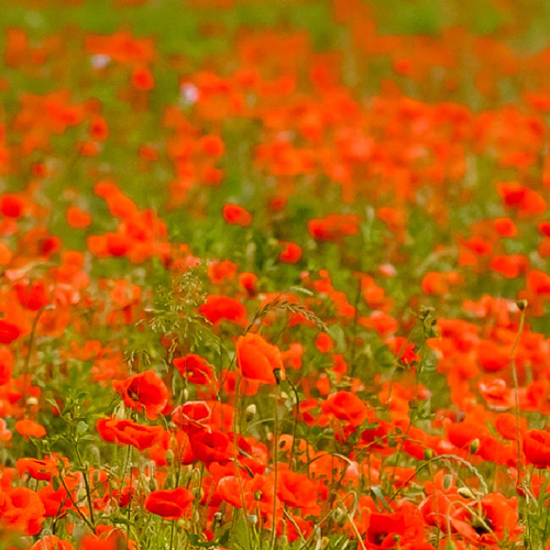 A wide field of vibrant red poppies blooming against a backdrop of green grass.