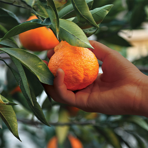 A hand plucking a ripe orange from a tree, with other oranges and leaves visible in the background.