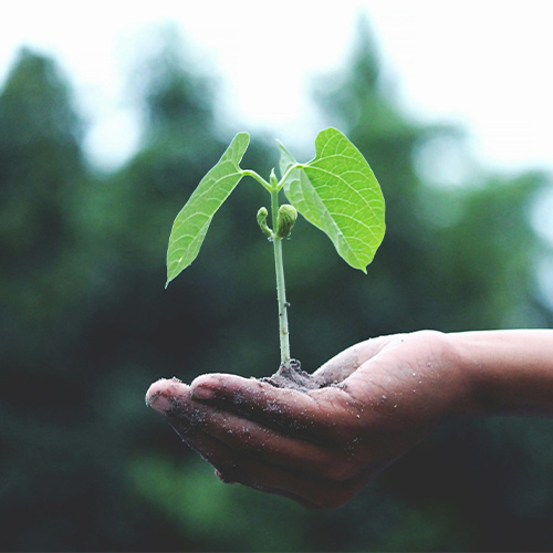 A hand holding a small plant with vibrant green leaves and visible roots