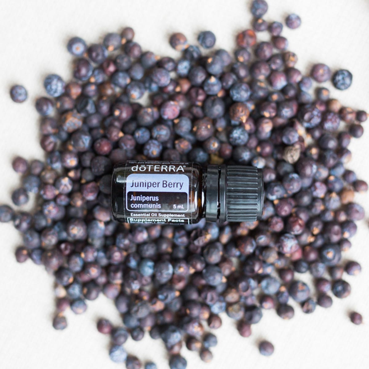 Juniper Berry essential oil bottle surrounded by fresh juniper berries. What does Juniper Berry oil smell like? Juniper oil has a fresh, woodsy aroma that can help freshen the air and create a grounding environment. 
