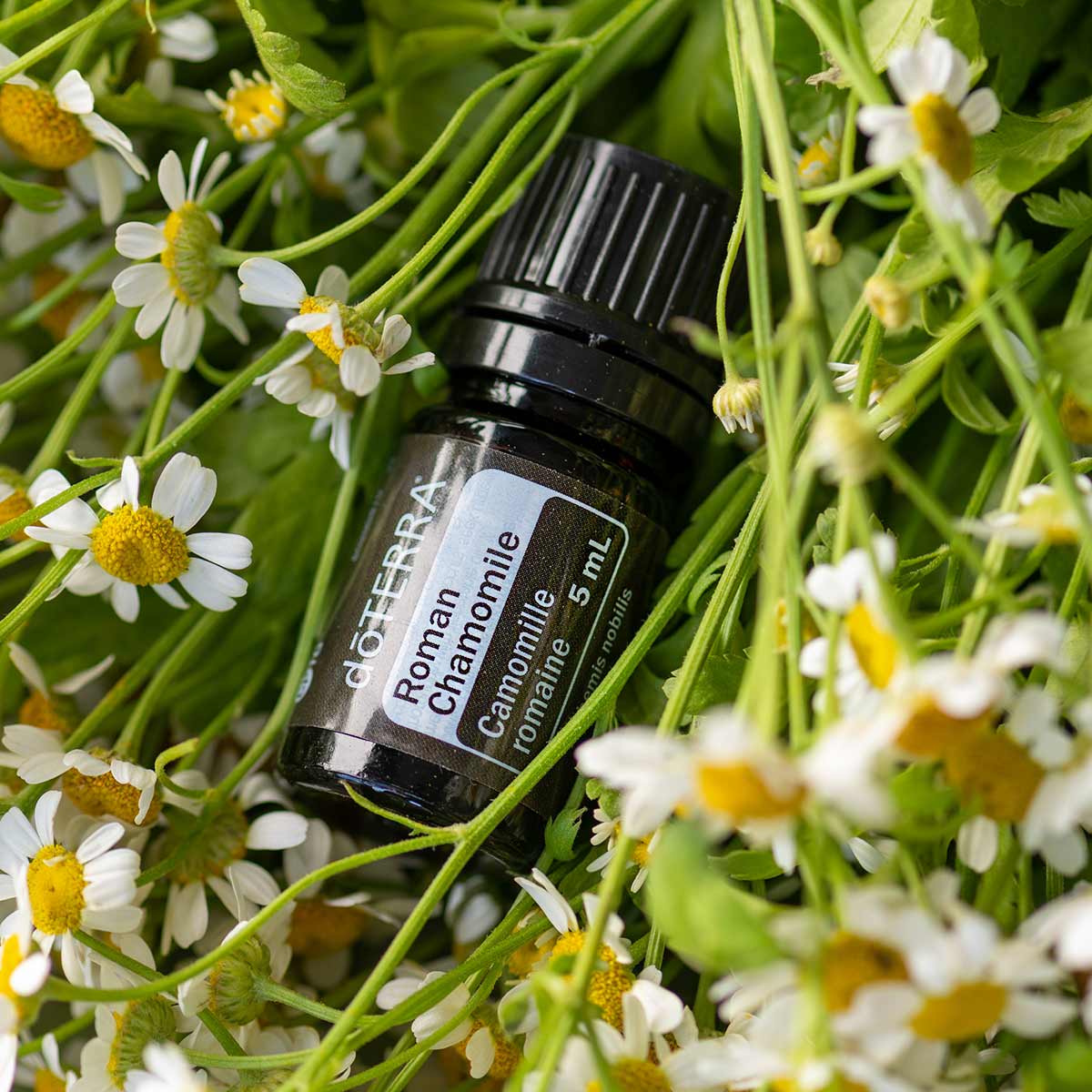Bottle of doTERRA Roman Chamomile oil in a bed of white flowers. What is Roman Chamomile essential oil used for? Roman Chamomile oil can be used for sleep, skin, hair, and more.