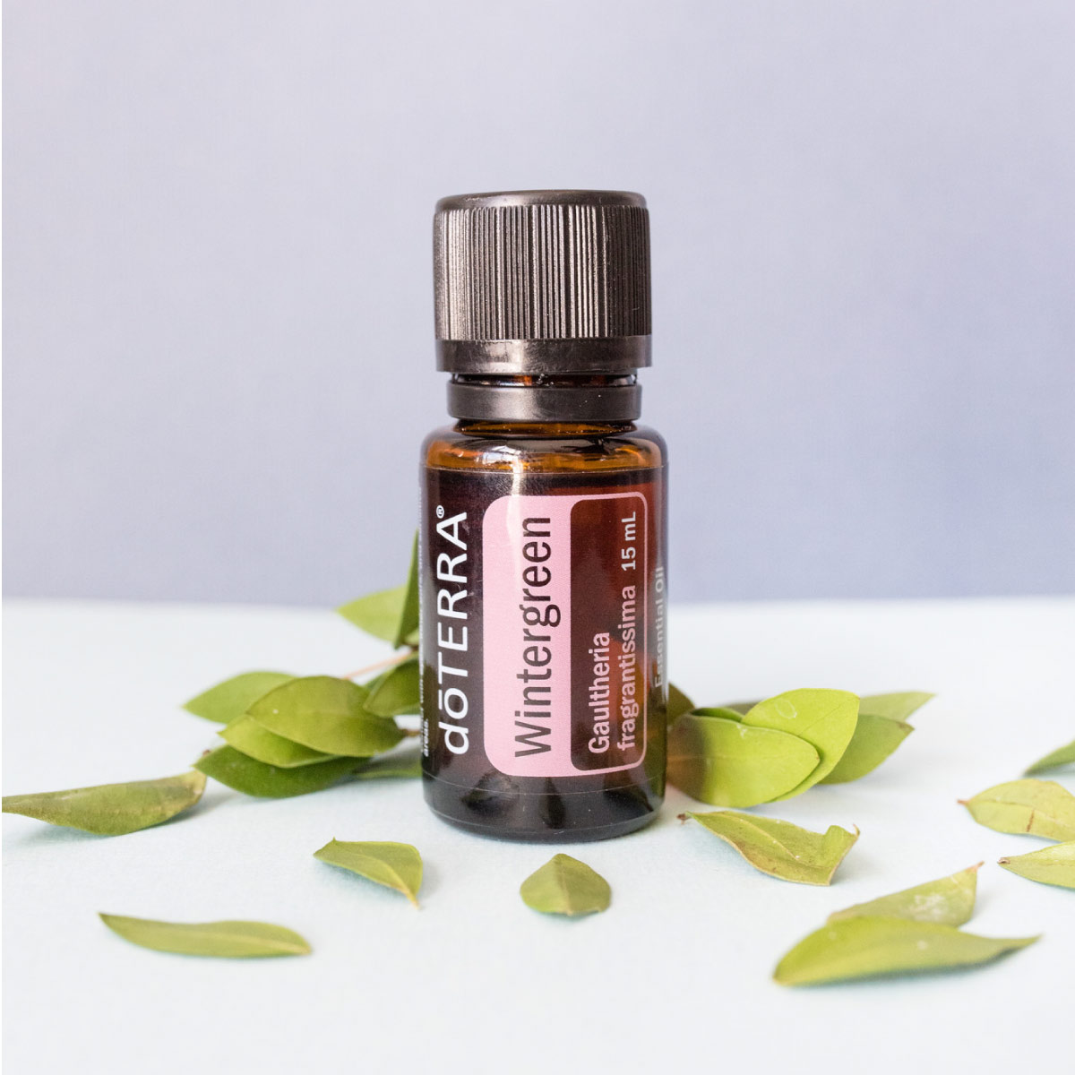 Bottle of Wintergreen essential oil surrounded by green leaves. What are the benefits of Wintergreen oil? Wintergreen oil has benefits for massage, and is useful for creating an uplifting environment.