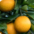 Wild Orange