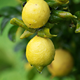 Bergamot