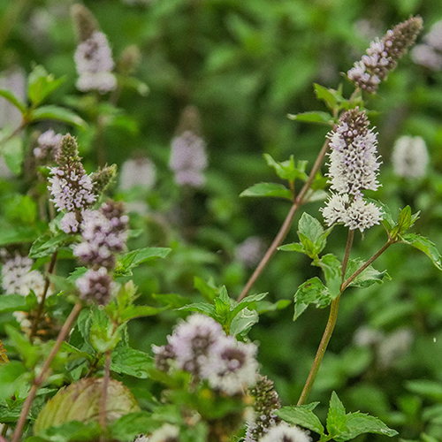 Peppermint Sourcing Trip
