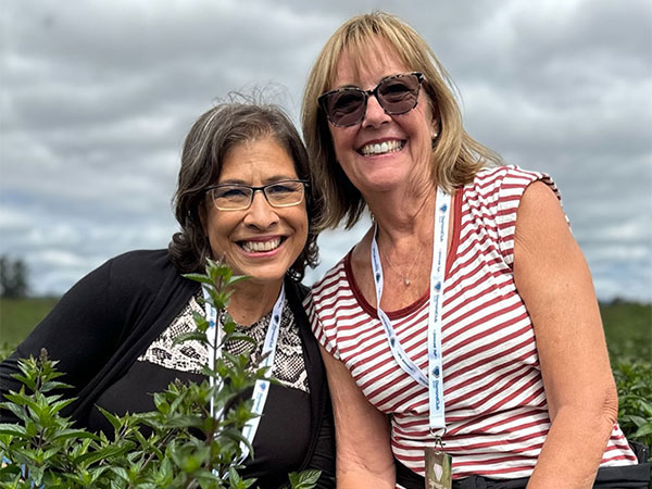 Peppermint plants from the sourcing trip