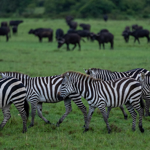 Zebras in nature