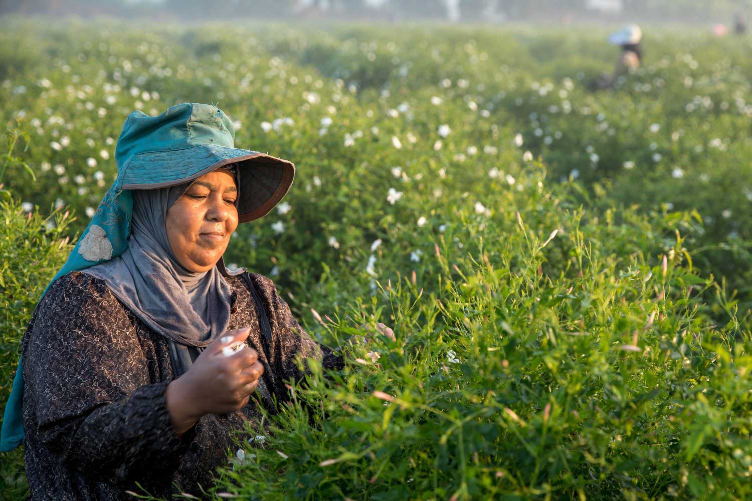 A sourcing partner harvests jasmine flowers by hand at dawn on a dōTERRA partner farm