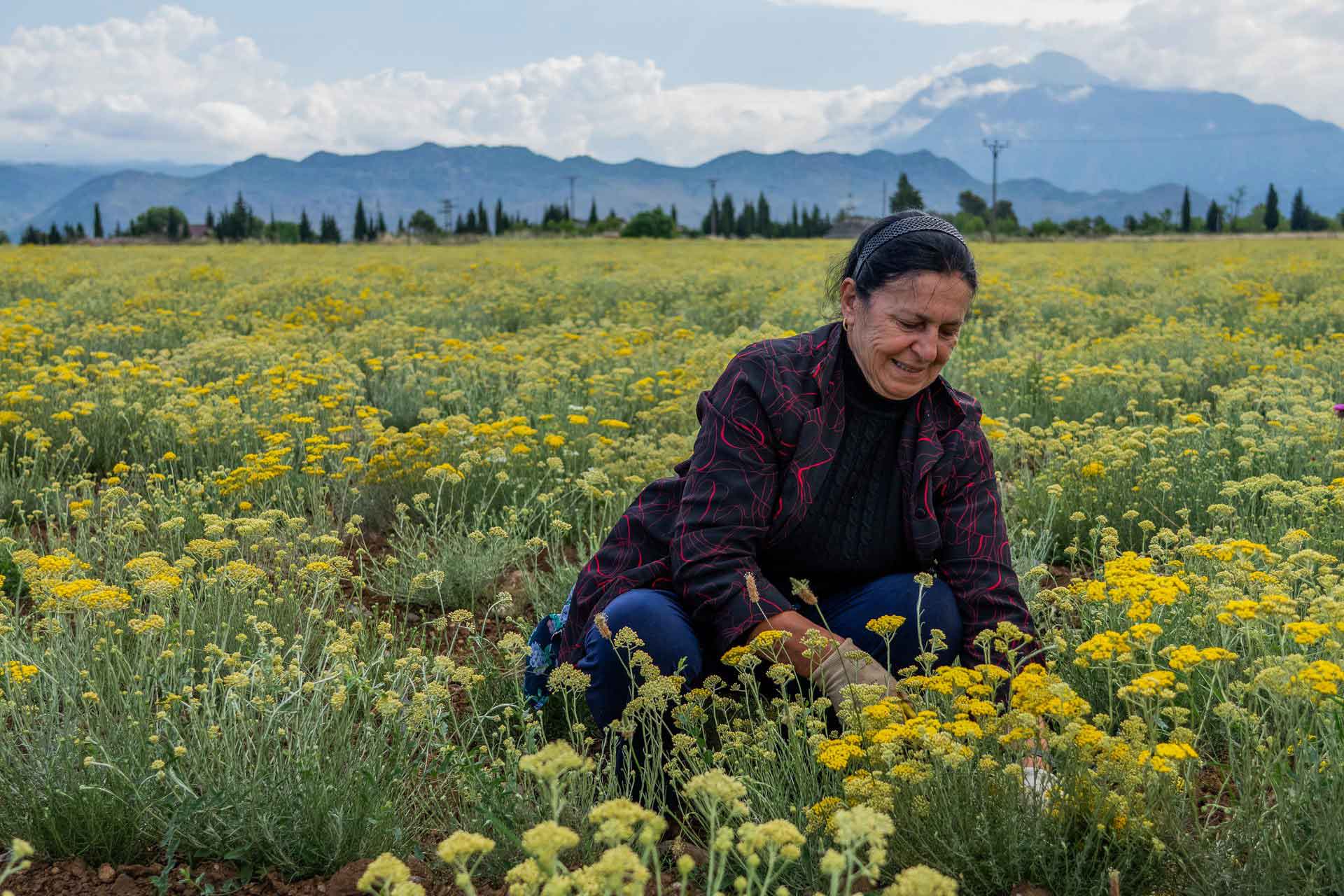 A woman harvests flowering Helichrysum by hand in a mountain valley on a dōTERRA sourcing partner farm