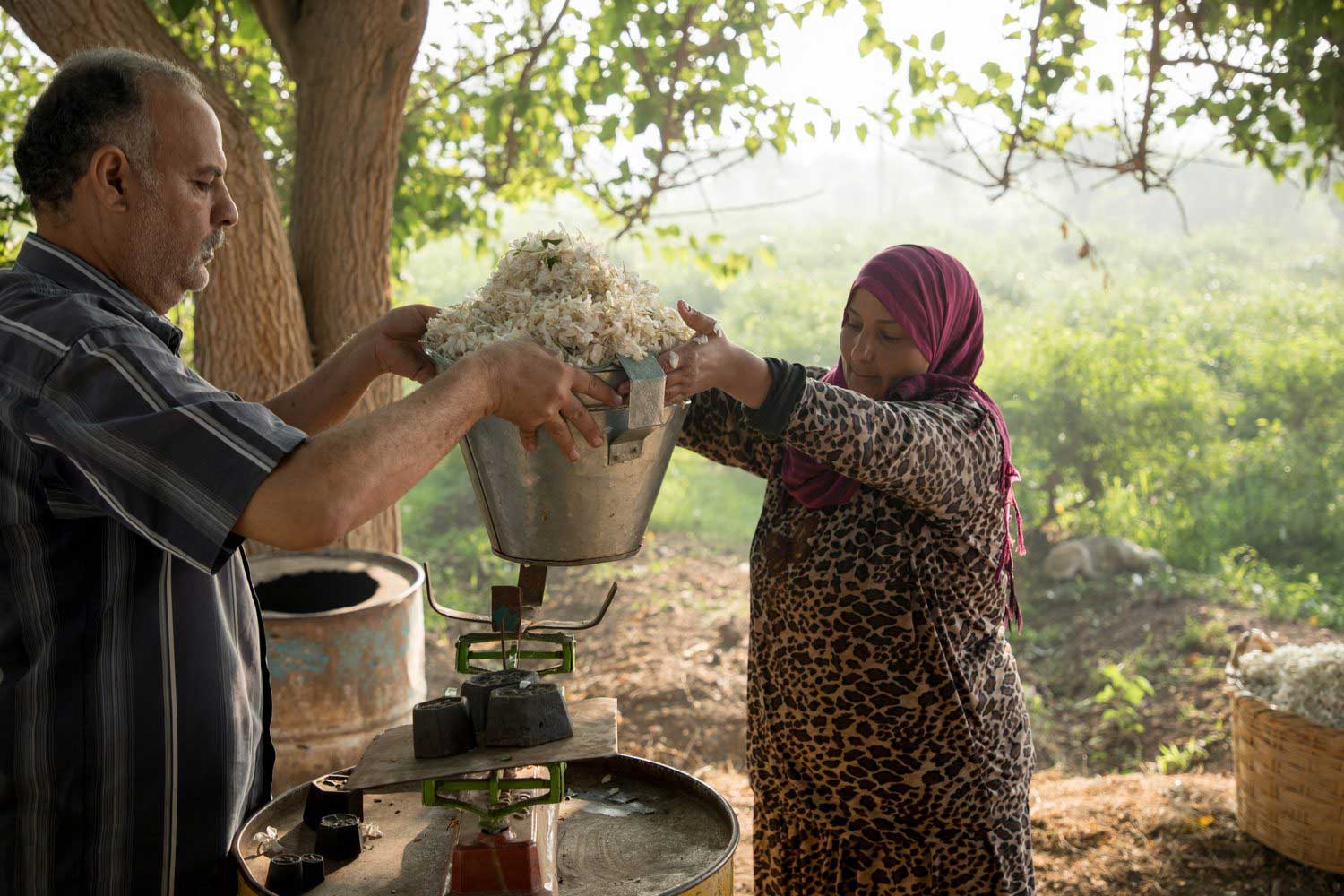 A harvest of jasmine flowers is weighed on a balance scale to be paid for on a dōTERRA partner farm
