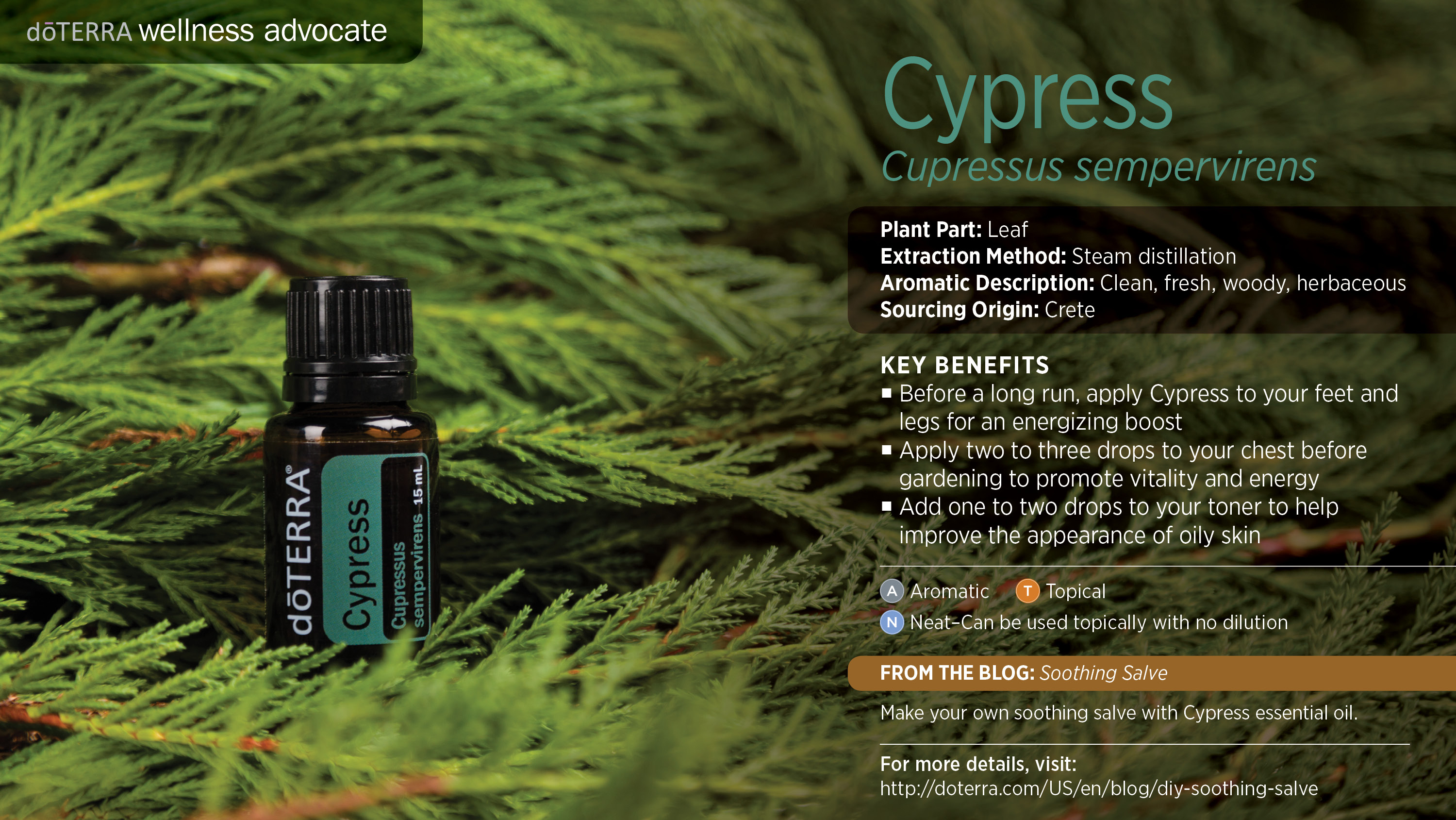 Cypress Oil | dōTERRA Essential Oils